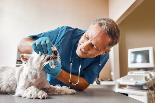 Best Emergency Dental Care for Abscessed Tooth in Brighton, MI